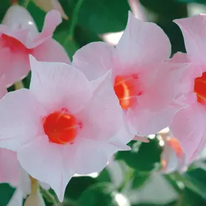 Mandevilla Sundaville 'Cream Pink' - image 1