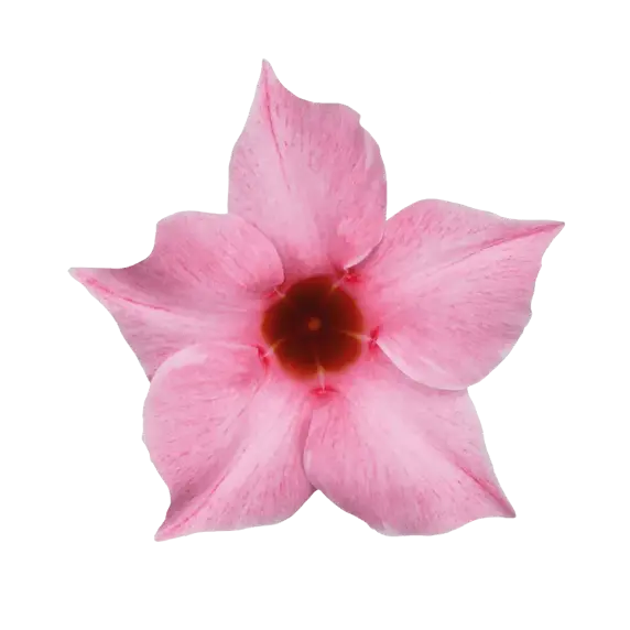 Mandevilla Sundaville 'Cream Pink' - image 2