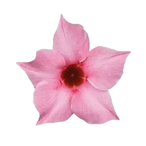 Mandevilla Sundaville 'Cream Pink' - image 2