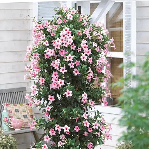 Mandevilla Sundaville 'Cream Pink' - image 3