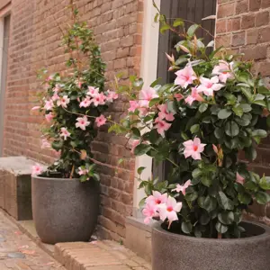 Mandevilla Sundaville 'Cream Pink' - image 4