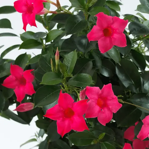 Mandevilla Sundaville 'Pink' - image 1