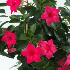 Mandevilla Sundaville 'Pink' - image 1