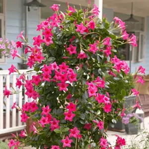 Mandevilla Sundaville 'Pink' - image 2