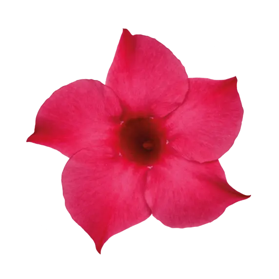 Mandevilla Sundaville 'Pink' - image 3