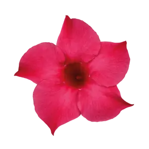 Mandevilla Sundaville 'Pink' - image 3