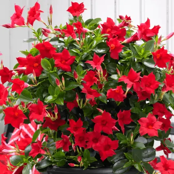 Mandevilla Sundaville 'Red' - image 1