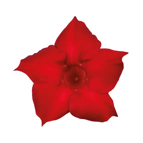 Mandevilla Sundaville 'Red' - image 2