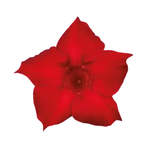 Mandevilla Sundaville 'Red' - image 2