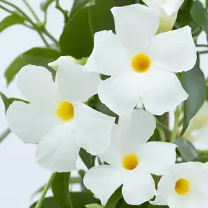 Mandevilla Sundaville 'White' - image 1
