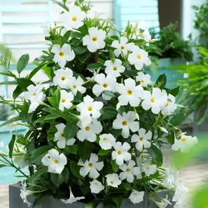 Mandevilla Sundaville 'White' - image 2