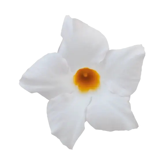 Mandevilla Sundaville 'White' - image 3