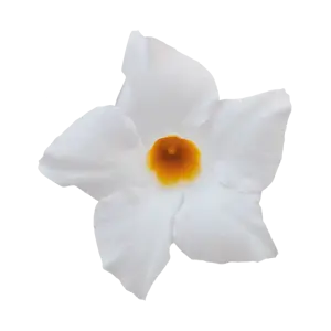 Mandevilla Sundaville 'White' - image 3