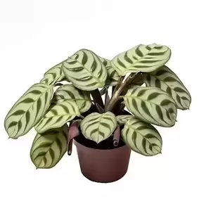 Maranta amabilis