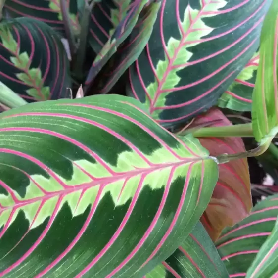 Maranta leuconeura 'Fascinator' 8.5cm - image 1