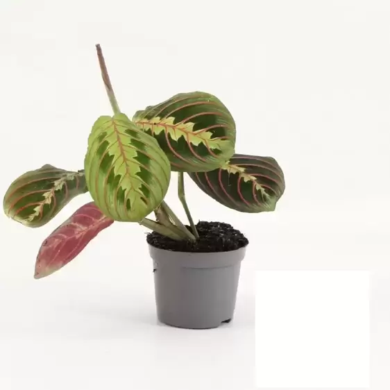 Maranta leuconeura 'Fascinator' 8.5cm - image 2