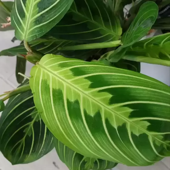 Maranta leuconeura var. erythroneura 'Lemon Lime' 6cm - image 1