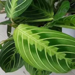 Maranta leuconeura var. erythroneura 'Lemon Lime' 6cm - image 1
