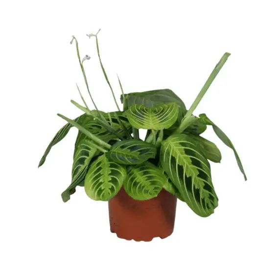 Maranta leuconeura var. erythroneura 'Lemon Lime' 12cm - image 2