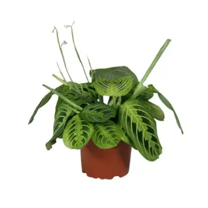 Maranta leuconeura var. erythroneura 'Lemon Lime' 12cm - image 2