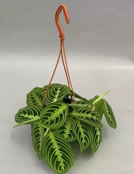 Maranta leuconeura var. erythroneura 'Lemon Lime' 15cm Hanging Pot - image 3