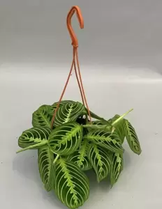 Maranta leuconeura var. erythroneura 'Lemon Lime' 15cm Hanging Pot - image 3