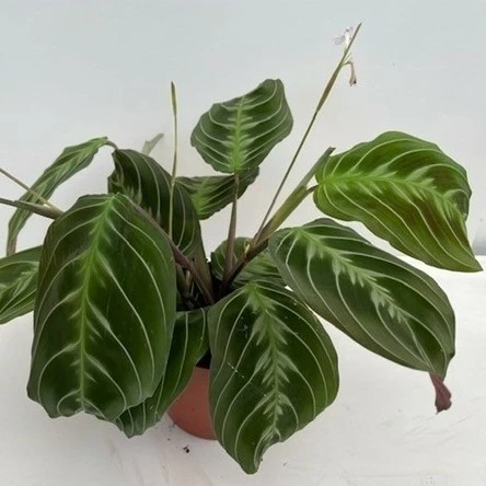 Maranta leuconeura 'Dark'