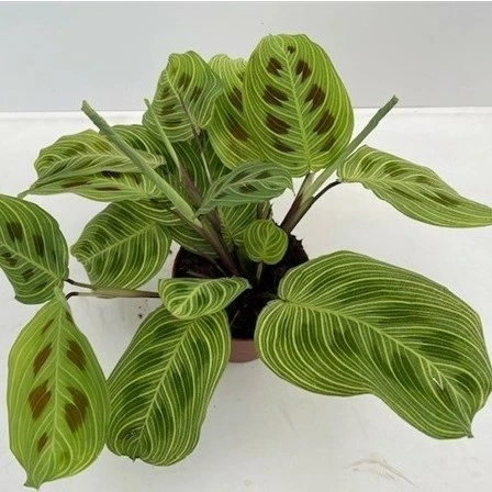 Maranta leuconeura 'Fantasy'