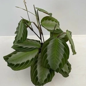 Maranta leuconeura 'Grey'