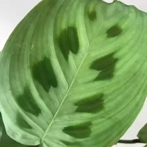 Maranta leuconeura var. kerchoveana - image 2