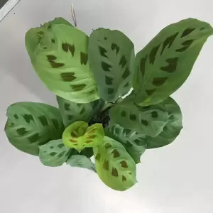 Maranta leuconeura var. kerchoveana - image 3