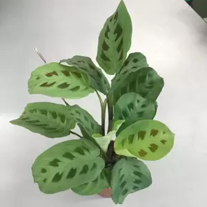 Maranta leuconeura var. kerchoveana - image 4