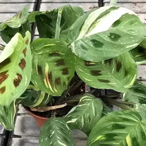 Maranta leuconeura var. kerchoveana 'Variegata' 12cm - image 1