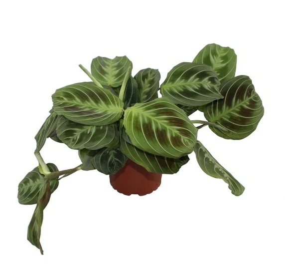Maranta leuconeura 'Shadow'