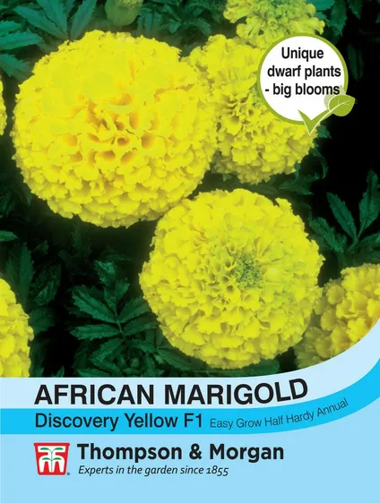 Marigold (African) Discovery Yellow F1 - image 1