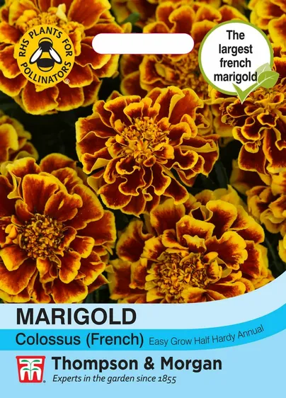 Marigold Colossus - image 1