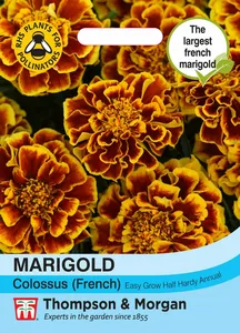 Marigold Colossus - image 1
