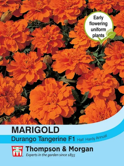Marigold Durango Tangerine F1 - image 1