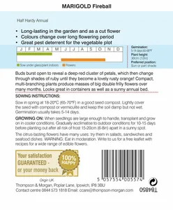 Marigold Fireball - image 2
