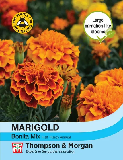 Marigold (French) Bonita Mixed - image 1