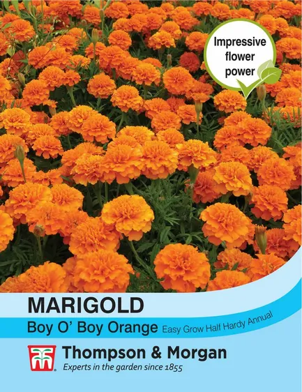 Marigold (French) Boy O Boy Orange - image 1