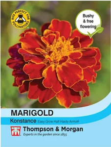 Marigold (French) Konstance - image 1