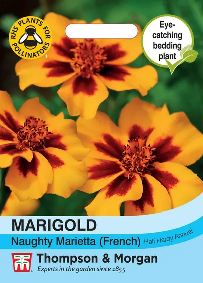Marigold (French) Naughty Marietta - image 1