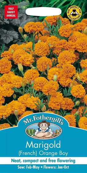 Marigold (French) Orange Boy - image 1