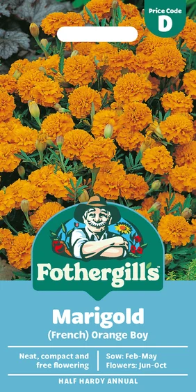 Marigold (French) Orange Boy Seeds - image 1