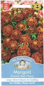 Marigold (French) Red Cherry - image 1