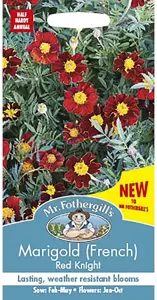 Marigold (French) Red Knight