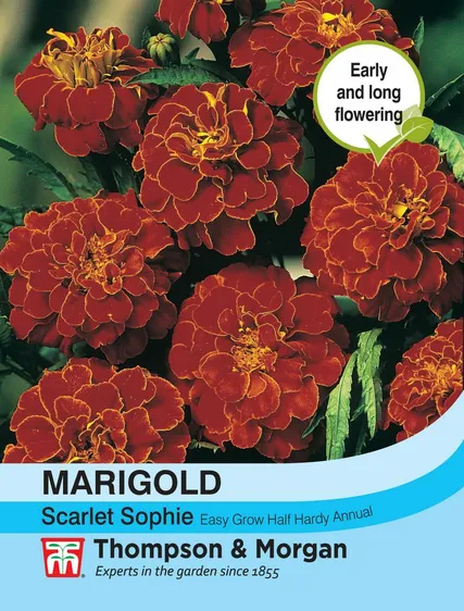 Marigold (French) Scarlet Sophie - image 1
