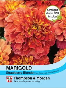 Marigold (French) Strawberry Blonde - image 1