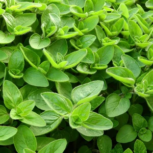 Marjoram - Compact 9cm